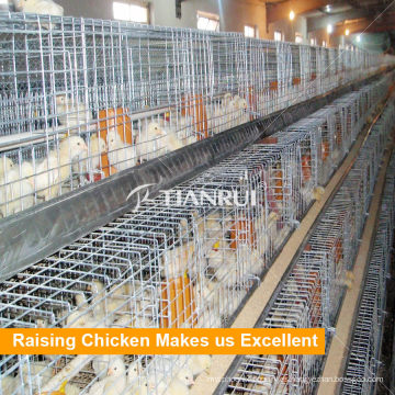 China automática bebé pollo jaulas aves de corral equipo de cultivo precio